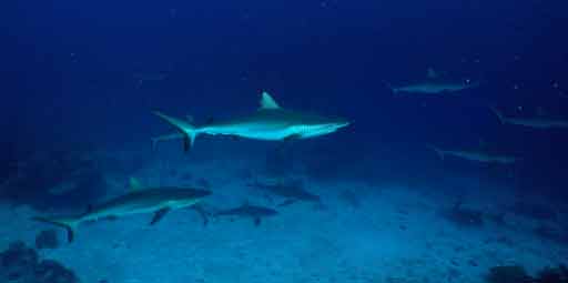 Truk Chuuk - Shark Dive